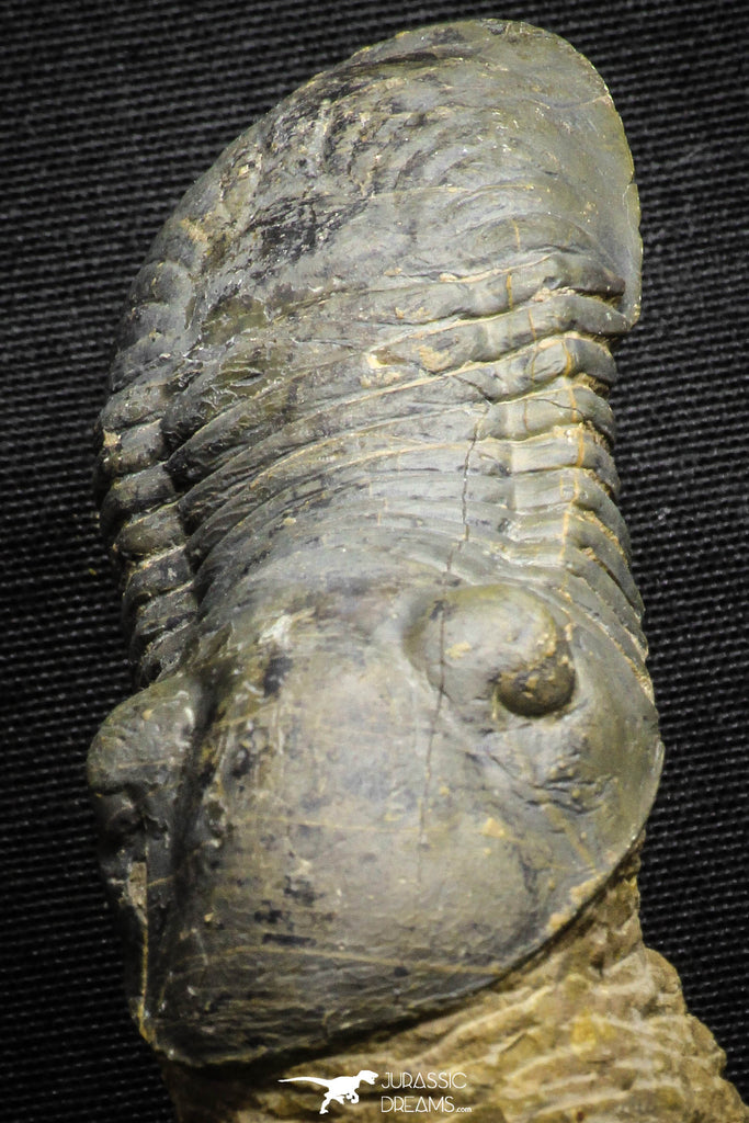 22058 - Nicely Prepared 3.32 Inch Paralejurus spatuliformis Devonian Trilobite