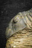 22058 - Nicely Prepared 3.32 Inch Paralejurus spatuliformis Devonian Trilobite