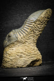 22058 - Nicely Prepared 3.32 Inch Paralejurus spatuliformis Devonian Trilobite