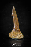 88374 - Top Quality Juvenile 1.48 Inch Onchopristis Cretaceous Sawfish Rostral Barb