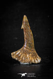 88376 - Top Quality Juvenile 1.33 Inch Onchopristis Cretaceous Sawfish Rostral Barb