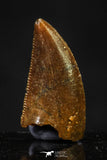 20617 - Great Collection of 4 Abelisaur Dinosaur Teeth Cretaceous KemKem Beds