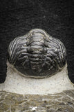 22059 - Top Detailed 2.04 Inch Austerops sp Lower Devonian Trilobite