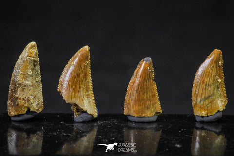 20618 - Great Collection of 4 Abelisaur Dinosaur Teeth Cretaceous KemKem Beds