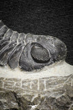 22059 - Top Detailed 2.04 Inch Austerops sp Lower Devonian Trilobite