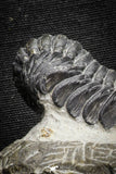 22059 - Top Detailed 2.04 Inch Austerops sp Lower Devonian Trilobite