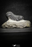 22059 - Top Detailed 2.04 Inch Austerops sp Lower Devonian Trilobite