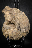 06814 -  Nice 4.81 Inch Mammites nodosoides (Ammonite) Upper Cretaceous Turonian