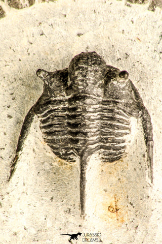 30783 - Well Preserved 1.12 Inch Cyphaspis (Otarion) cf. boutscharafinense Devonian Trilobite