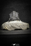 22059 - Top Detailed 2.04 Inch Austerops sp Lower Devonian Trilobite