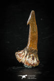 88383 - Top Quality Juvenile 1.42 Inch Onchopristis Cretaceous Sawfish Rostral Barb