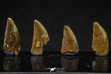 20618 - Great Collection of 4 Abelisaur Dinosaur Teeth Cretaceous KemKem Beds