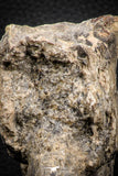 06814 -  Nice 4.81 Inch Mammites nodosoides (Ammonite) Upper Cretaceous Turonian