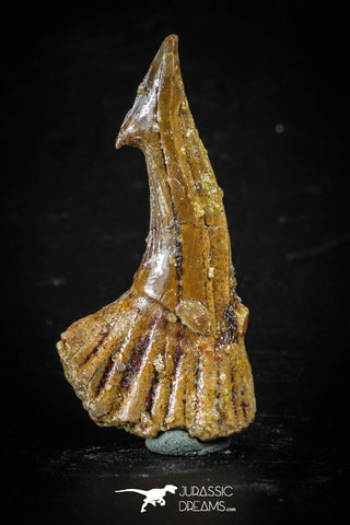 88384 - Top Quality Juvenile 1.54 Inch Onchopristis Cretaceous Sawfish Rostral Barb