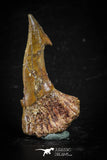 88384 - Top Quality Juvenile 1.54 Inch Onchopristis Cretaceous Sawfish Rostral Barb