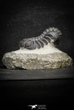 22059 - Top Detailed 2.04 Inch Austerops sp Lower Devonian Trilobite