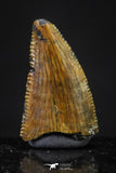 20618 - Great Collection of 4 Abelisaur Dinosaur Teeth Cretaceous KemKem Beds