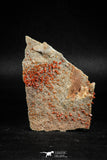 05083 - Beautiful Red Vanadinite Crystals Cluster from Mibladen Mining District, Midelt Province, Morocco