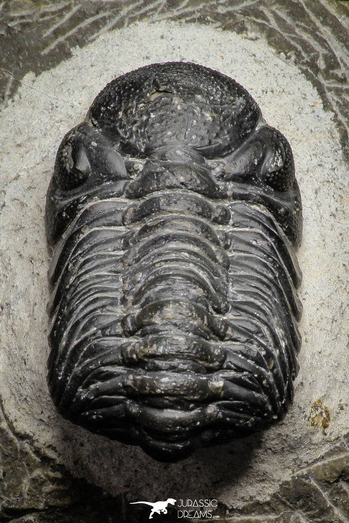 22059 - Top Detailed 2.04 Inch Austerops sp Lower Devonian Trilobite