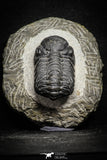 22059 - Top Detailed 2.04 Inch Austerops sp Lower Devonian Trilobite