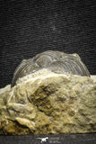22060 - Top Detailed 2.07 Inch Austerops sp Lower Devonian Trilobite