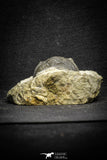 22060 - Top Detailed 2.07 Inch Austerops sp Lower Devonian Trilobite