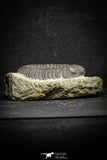 22060 - Top Detailed 2.07 Inch Austerops sp Lower Devonian Trilobite