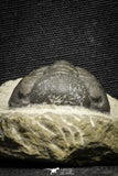 22060 - Top Detailed 2.07 Inch Austerops sp Lower Devonian Trilobite