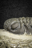 22060 - Top Detailed 2.07 Inch Austerops sp Lower Devonian Trilobite