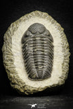 22060 - Top Detailed 2.07 Inch Austerops sp Lower Devonian Trilobite