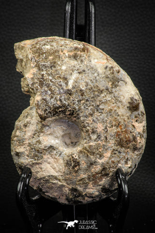 06816 -  Nice 4.59 Inch Mammites nodosoides (Ammonite) Upper Cretaceous Turonian