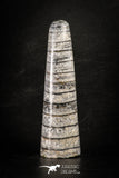 88385 - Top Beautiful Polished 2.98 Inch Orthoceras Devonian Cephalopod