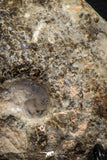 06816 -  Nice 4.59 Inch Mammites nodosoides (Ammonite) Upper Cretaceous Turonian