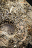 06816 -  Nice 4.59 Inch Mammites nodosoides (Ammonite) Upper Cretaceous Turonian