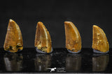 20619 - Great Collection of 4 Abelisaur Dinosaur Teeth Cretaceous KemKem Beds