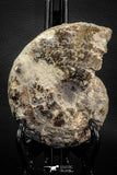 06816 -  Nice 4.59 Inch Mammites nodosoides (Ammonite) Upper Cretaceous Turonian