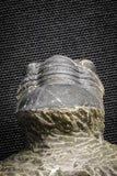 22061 - Nicely Prepared 1.77 Inch Paralejurus spatuliformis Devonian Trilobite