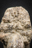 06816 -  Nice 4.59 Inch Mammites nodosoides (Ammonite) Upper Cretaceous Turonian
