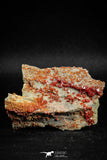 05085 - Beautiful Red Vanadinite Crystals Cluster from Mibladen Mining District, Midelt Province, Morocco