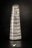 88388 - Top Beautiful Polished 4.20 Inch Orthoceras Devonian Cephalopod