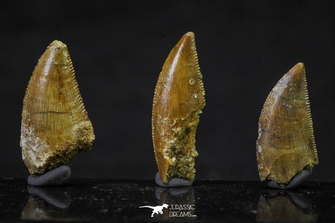 20620 - Great Collection of 3 Abelisaur Dinosaur Teeth Cretaceous KemKem Beds