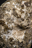06817 -  Nice 4.05 Inch Mammites nodosoides (Ammonite) Upper Cretaceous Turonian