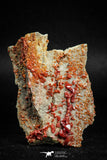 05085 - Beautiful Red Vanadinite Crystals Cluster from Mibladen Mining District, Midelt Province, Morocco