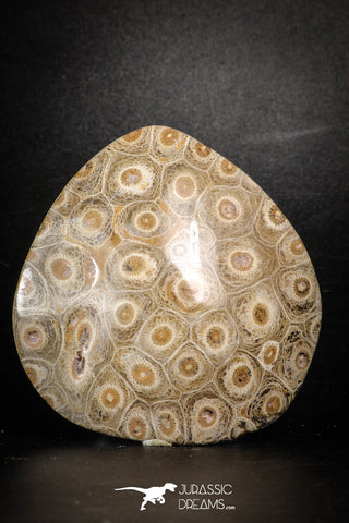 88389 - Devonian Polished Fossil Coral Hexagonaria Rugose