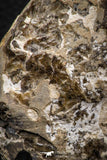 06817 -  Nice 4.05 Inch Mammites nodosoides (Ammonite) Upper Cretaceous Turonian
