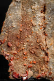 05085 - Beautiful Red Vanadinite Crystals Cluster from Mibladen Mining District, Midelt Province, Morocco