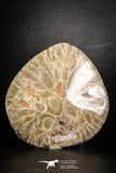 88389 - Devonian Polished Fossil Coral Hexagonaria Rugose