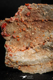 05085 - Beautiful Red Vanadinite Crystals Cluster from Mibladen Mining District, Midelt Province, Morocco