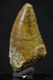20620 - Great Collection of 3 Abelisaur Dinosaur Teeth Cretaceous KemKem Beds
