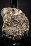 06817 -  Nice 4.05 Inch Mammites nodosoides (Ammonite) Upper Cretaceous Turonian